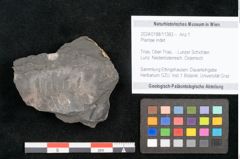 Foto (Objekt + Etikett) von Plantae indet.  (NHMW-GEO-2024-0188-11383)